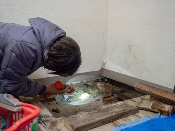 Best Water Damage & Mold Remediation  in Kenosha, WI