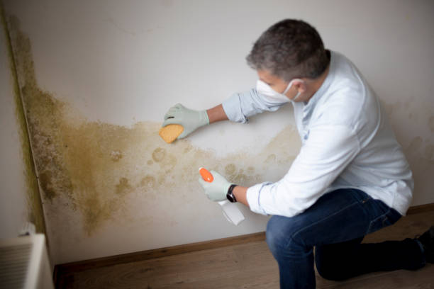 Best Asbestos and Lead Testing During Mold Inspection  in Kenosha, WI